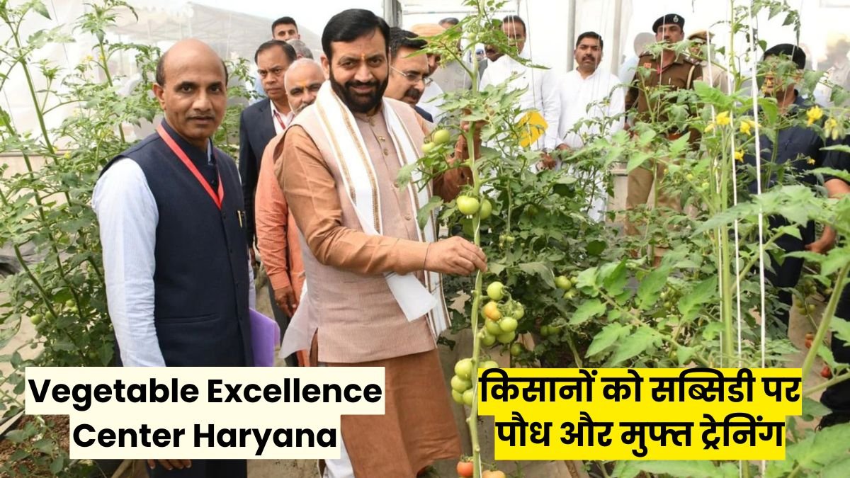 Vegetable Excellence Center Haryana: किसानों को सब्सिडी पर पौध और मुफ्त ट्रेनिंग, हरियाणा का सब्जी उत्कृष्टता केंद्र बना मिसाल