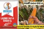 Laxmi Dada G Hybrid Makka: उपज इतनी कि खुद किसान भी चौंक जाएं, लक्ष्मी 8414 दादा G बनेगा रबी सीजन का बादशाह