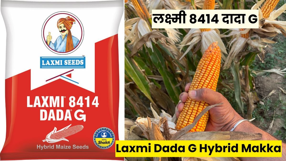 Laxmi Dada G Hybrid Makka: उपज इतनी कि खुद किसान भी चौंक जाएं, लक्ष्मी 8414 दादा G बनेगा रबी सीजन का बादशाह