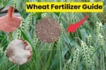 Wheat Fertilizer Guide: गेहूं की बुवाई में इन खादों से बढ़ाएं पैदावार 30 क्विंटल तक Wheat Fertilizer Guide: गेहूं की बुवाई में इन खादों से बढ़ाएं पैदावार 30 क्विंटल तक