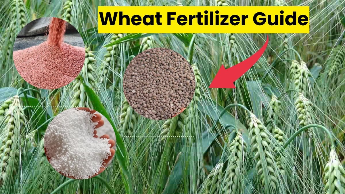 Wheat Fertilizer Guide: गेहूं की बुवाई में इन खादों से बढ़ाएं पैदावार 30 क्विंटल तक