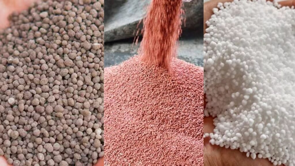 Wheat Fertilizer Guide: गेहूं की बुवाई में इन खादों से बढ़ाएं पैदावार 30 क्विंटल तक Wheat Fertilizer Guide: गेहूं की बुवाई में इन खादों से बढ़ाएं पैदावार 30 क्विंटल तक