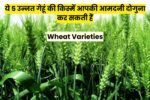 Wheat Varieties: किसानों के लिए गेम चेंजर, ये 5 उन्नत गेहूं की किस्में आपकी आमदनी दोगुना कर सकती हैं Wheat Varieties: किसानों के लिए गेम चेंजर, ये 5 उन्नत गेहूं की किस्में आपकी आमदनी दोगुना कर सकती हैं