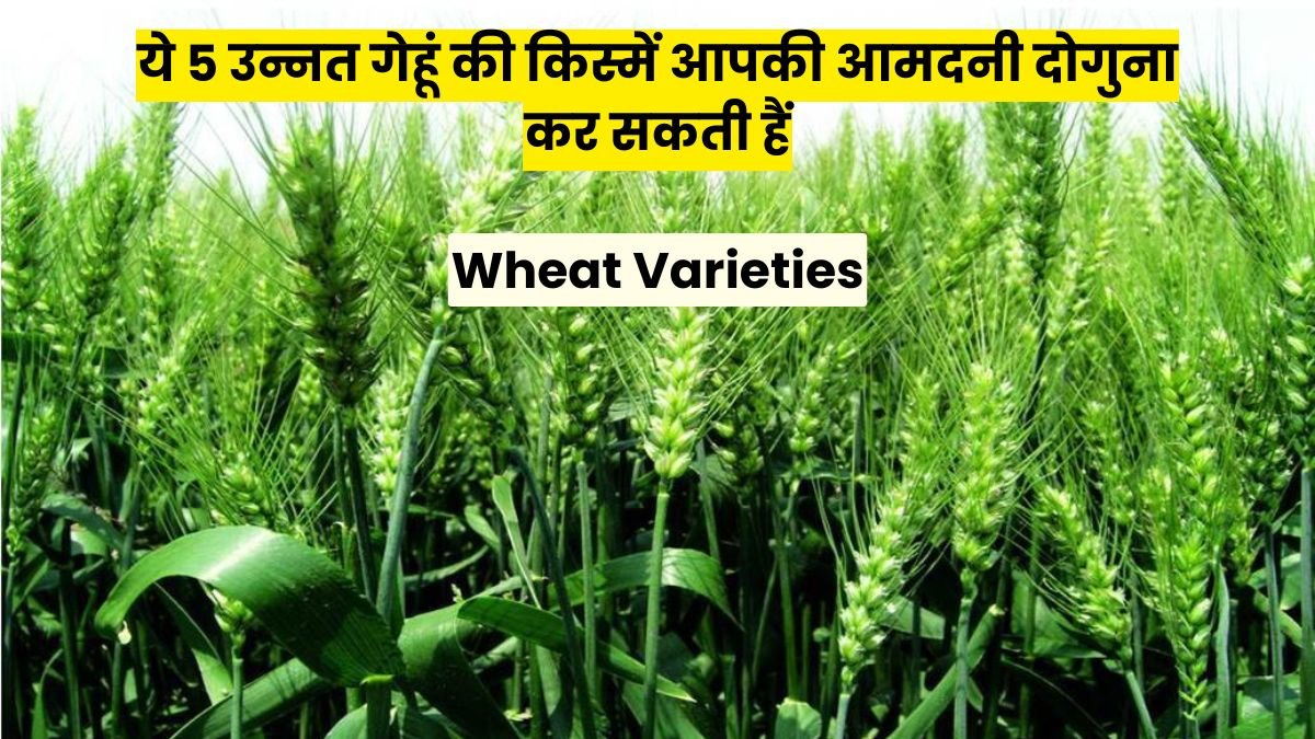Wheat Varieties: किसानों के लिए गेम चेंजर, ये 5 उन्नत गेहूं की किस्में आपकी आमदनी दोगुना कर सकती हैं