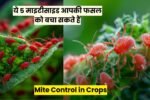 Mite Control in Crops: किसान भाइयों ध्यान दें ये 5 माइटीसाइड आपकी फसल को बचा सकते हैं Mite Control in Crops: किसान भाइयों ध्यान दें ये 5 माइटीसाइड आपकी फसल को बचा सकते हैं