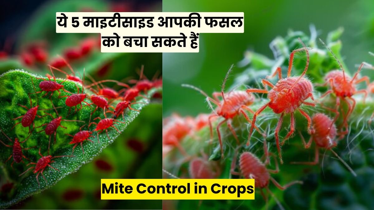 Mite Control in Crops: किसान भाइयों ध्यान दें ये 5 माइटीसाइड आपकी फसल को बचा सकते हैं