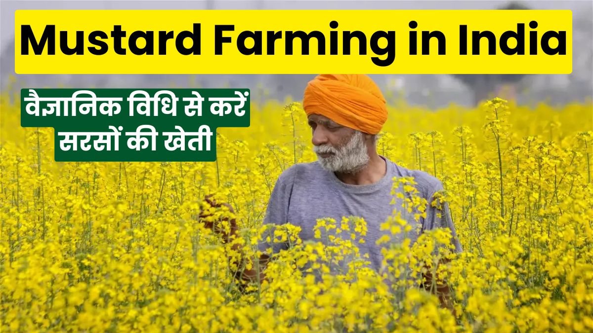 Mustard Farming in India: वैज्ञानिक विधि से करें सरसों की खेती, हर एकड़ में पाएं ₹41,000 से ज्यादा का मुनाफा