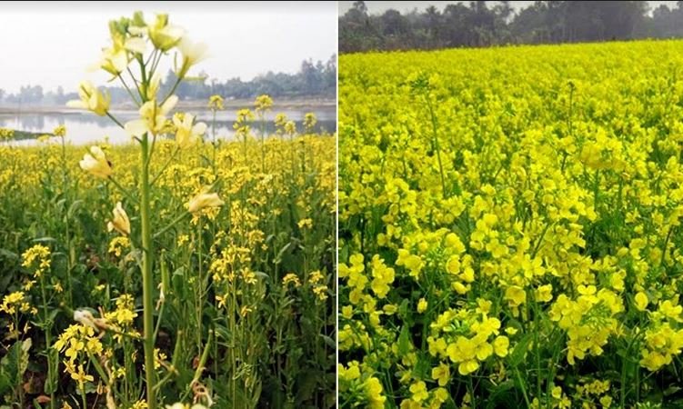 Mustard Farming in India: वैज्ञानिक विधि से करें सरसों की खेती, हर एकड़ में पाएं ₹41,000 से ज्यादा का मुनाफा