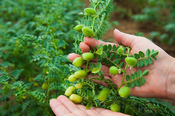 Chana Variety: चने की टॉप 5 बेस्ट वैरायटी, एक एकड़ से 15-18 क्विंटल तक शानदार पैदावार के लिए गाइड Chana Variety: चने की टॉप 5 बेस्ट वैरायटी, एक एकड़ से 15-18 क्विंटल तक शानदार पैदावार के लिए गाइड