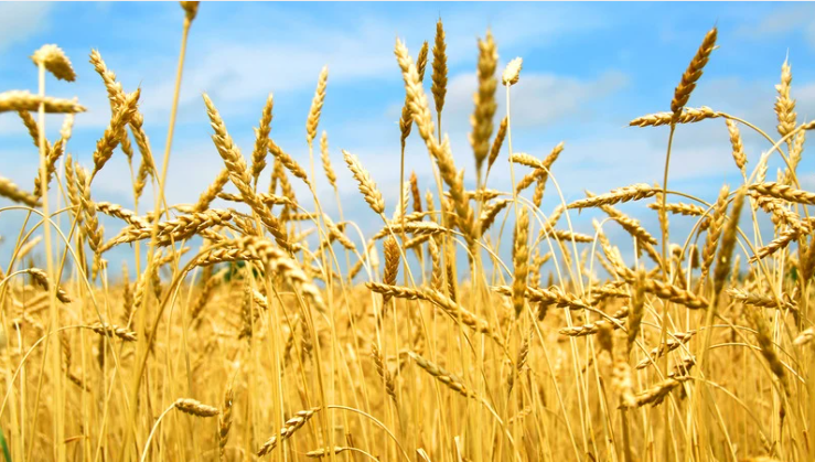 Top 5 Wheat Varieties in India 2025: गेहूं की टॉप 5 वैरायटियां, जानिए कौन सी नई किस्म दे रही है सबसे ज्यादा उत्पादन और मुनाफा Top 5 Wheat Varieties in India 2025: गेहूं की टॉप 5 वैरायटियां, जानिए कौन सी नई किस्म दे रही है सबसे ज्यादा उत्पादन और मुनाफा