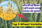 Top 5 Wheat Varieties in India 2025: गेहूं की टॉप 5 वैरायटियां, जानिए कौन सी नई किस्म दे रही है सबसे ज्यादा उत्पादन और मुनाफा