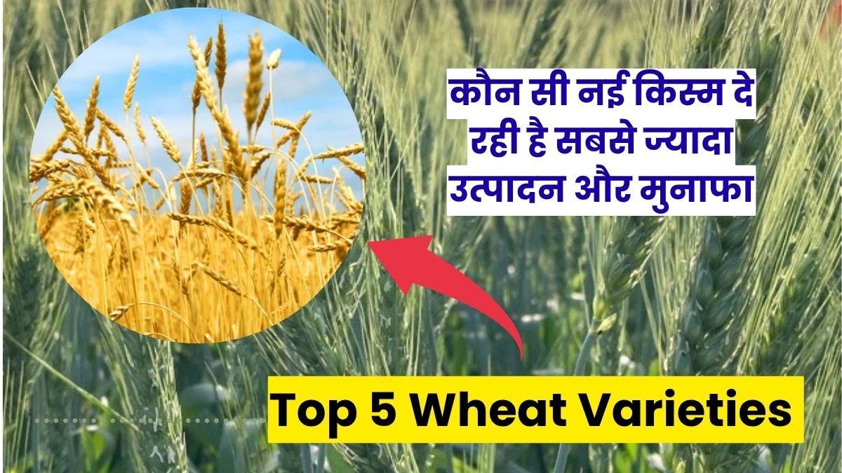 Top 5 Wheat Varieties in India 2025: गेहूं की टॉप 5 वैरायटियां, जानिए कौन सी नई किस्म दे रही है सबसे ज्यादा उत्पादन और मुनाफा