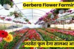 Gerbera Flower Farming in Hindi: जरबेरा फूल देगा सालभर आय, जानें खेती की नंबर 1 तकनीक