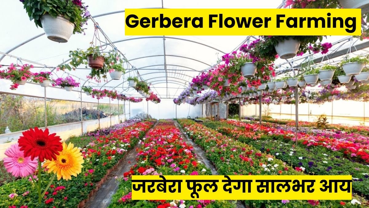 Gerbera Flower Farming in Hindi: जरबेरा फूल देगा सालभर आय, जानें खेती की नंबर 1 तकनीक