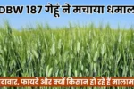 DBW 187 गेहूं ने मचाया धमाल, जानिए इसकी पैदावार, फायदे और क्यों किसान हो रहे हैं मालामाल