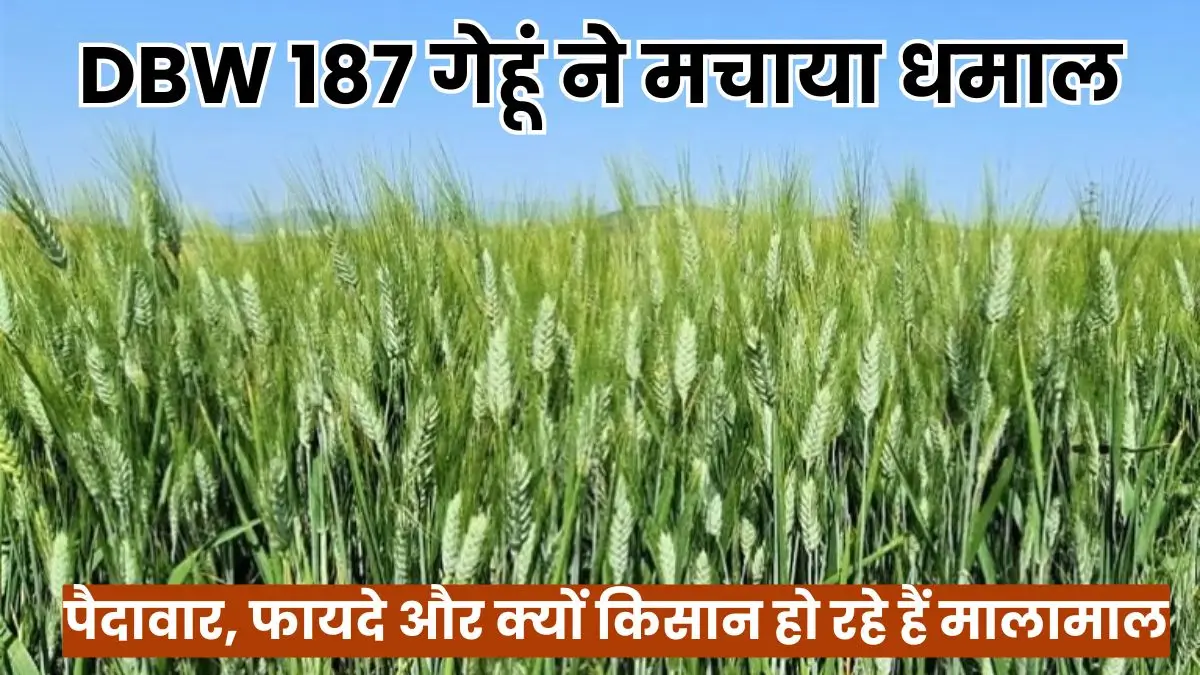 DBW 187 गेहूं ने मचाया धमाल, जानिए इसकी पैदावार, फायदे और क्यों किसान हो रहे हैं मालामाल