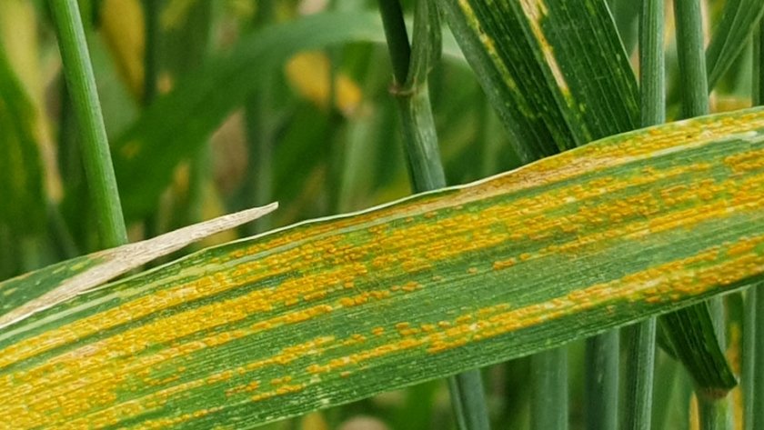 Gehu ke Rog Aur Unka ilaj गेहूं की फसल में लगने वाले सभी प्रमुख रोग और कीटों का इलाज – बुवाई से कटाई तक का संपूर्ण सुरक्षा चक्र