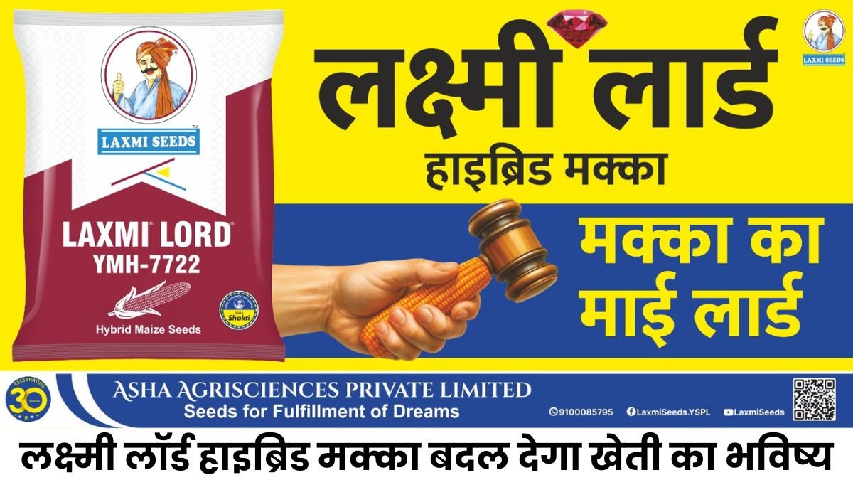 Lakshmi Lord Hybrid Makka: 110 दिन में रिकॉर्ड उपज, लक्ष्मी लॉर्ड हाइब्रिड मक्का बदल देगा खेती का भविष्य