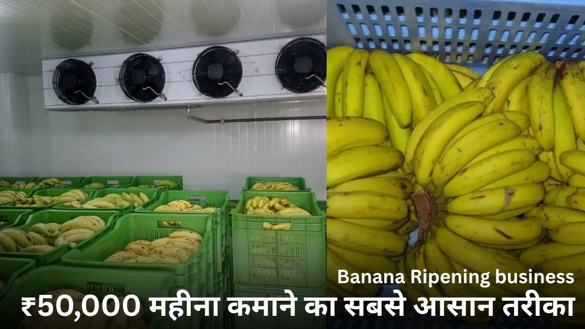 Banana Ripening business kaise shuru kare: ₹50,000 महीना कमाने का सबसे आसान तरीका