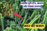 Matar ke Rog Aur Unka ilaj: मटर की फसल खतरे में, जानिए छुपे रोग, कारण और पक्का इलाज