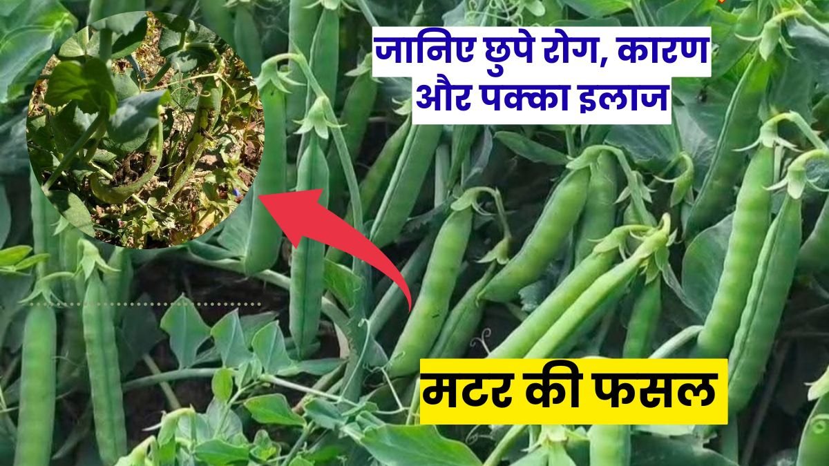 Matar ke Rog Aur Unka ilaj: मटर की फसल खतरे में, जानिए छुपे रोग, कारण और पक्का इलाज