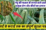 Gehu ke Rog Aur Unka ilaj: गेहूं की फसल में लगने वाले सभी प्रमुख रोग और कीटों का इलाज – बुवाई से कटाई तक का संपूर्ण सुरक्षा चक्र