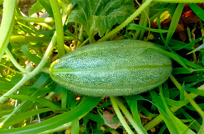 Ageti Nursery Kheti अगेती नर्सरी खेती, दिसंबर–जनवरी में 8 फसलों से बढ़िया कमाई