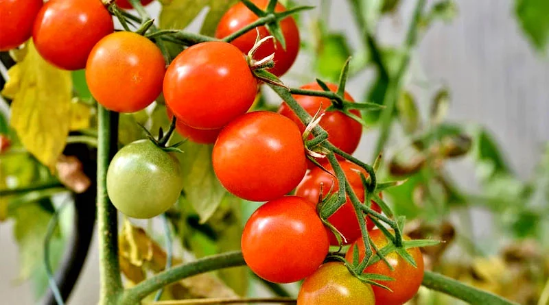 Ageti Nursery Kheti अगेती नर्सरी खेती, दिसंबर–जनवरी में 8 फसलों से बढ़िया कमाई