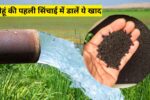 Kheti Badi: गेहूं की पहली सिंचाई में डालें ये खाद, एक पौधे में 50 तक कल्ले बनाने का फार्मूला आया सामने