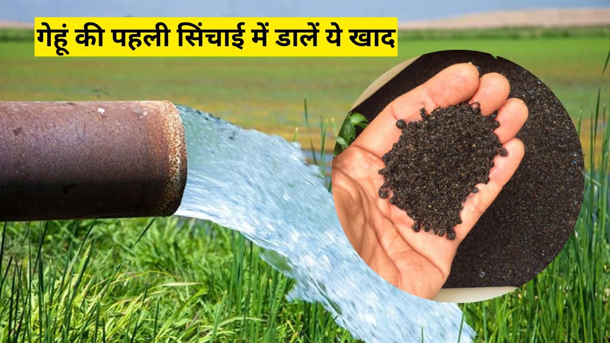 Kheti Badi: गेहूं की पहली सिंचाई में डालें ये खाद, एक पौधे में 50 तक कल्ले बनाने का फार्मूला आया सामने