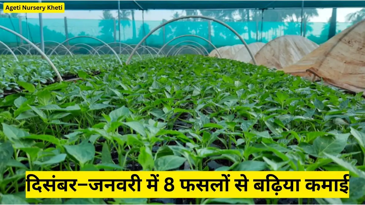 Ageti Nursery Kheti: अगेती नर्सरी खेती, दिसंबर–जनवरी में 8 फसलों से बढ़िया कमाई