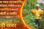 एक एकड़ इंटरक्रॉपिंग मॉडल, पपीता के साथ इंटरक्रॉपिंग ने बदल दी खेती की तस्वीर