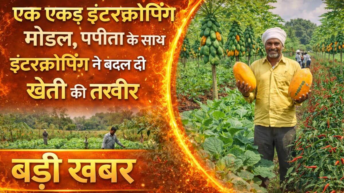 एक एकड़ इंटरक्रॉपिंग मॉडल, पपीता के साथ इंटरक्रॉपिंग ने बदल दी खेती की तस्वीर