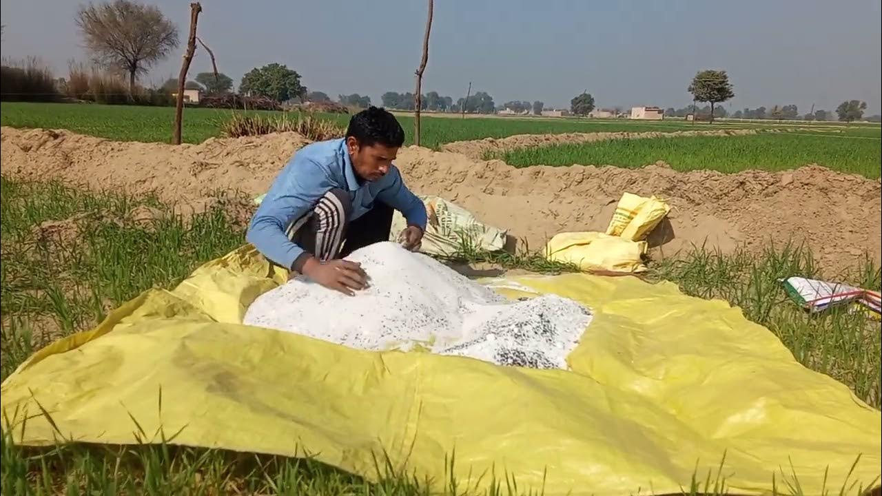 गेहूं की दूसरी खाद का सही तरीका, 40 दिन बाद यह गलती की तो पैदावार हो जाएगी आधी