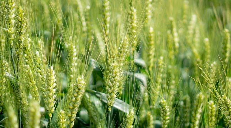 Kheti Badi: गेहूं की पहली सिंचाई में डालें ये खाद, एक पौधे में 50 तक कल्ले बनाने का फार्मूला आया सामने Kheti Badi: गेहूं की पहली सिंचाई में डालें ये खाद, एक पौधे में 50 तक कल्ले बनाने का फार्मूला आया सामने