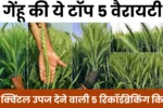 2026 की 35 क्विंटल उपज देने वाली 5 रिकॉर्डब्रेकिंग किस्में, Gehu ki Top Variety in India