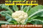 पछेती फूलगोभी की खेती से बदलेगी किस्मत, किसान कर रहे रिकॉर्ड कमाई