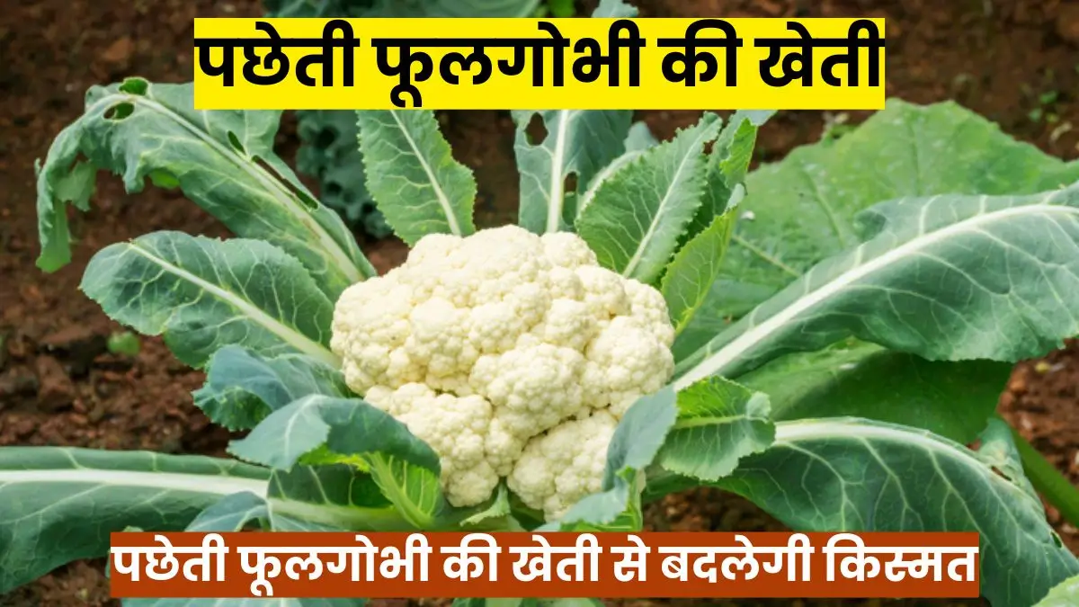 पछेती फूलगोभी की खेती से बदलेगी किस्मत, किसान कर रहे रिकॉर्ड कमाई
