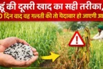 गेहूं की दूसरी खाद का सही तरीका, 40 दिन बाद यह गलती की तो पैदावार हो जाएगी आधी