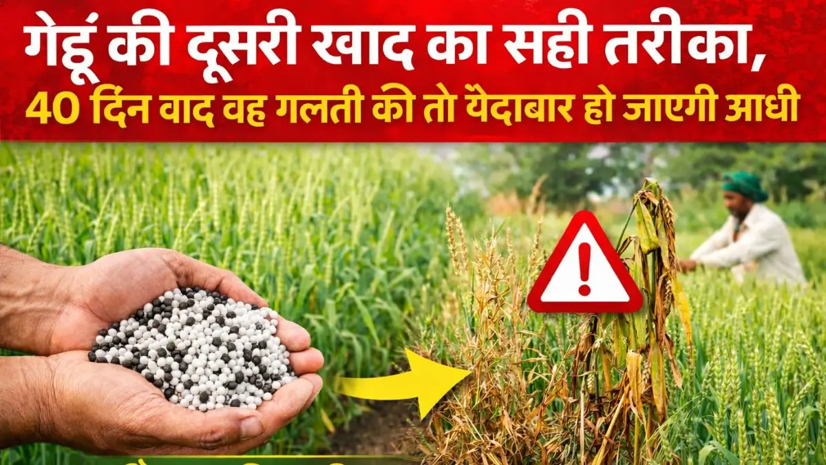 गेहूं की दूसरी खाद का सही तरीका, 40 दिन बाद यह गलती की तो पैदावार हो जाएगी आधी