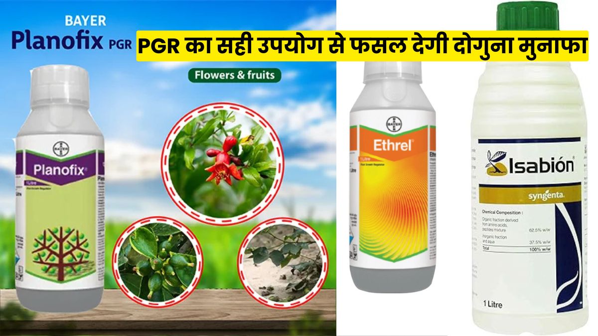 किसान 90% गलती यहीं करते हैं! PGR का सही उपयोग से फसल देगी दोगुना मुनाफा