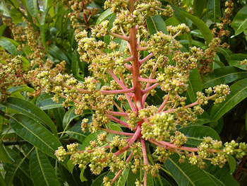 आम में मंजर आते ही किसान कर बैठते हैं ये 2 भारी भूल, जान लें वरना नुकसान तय