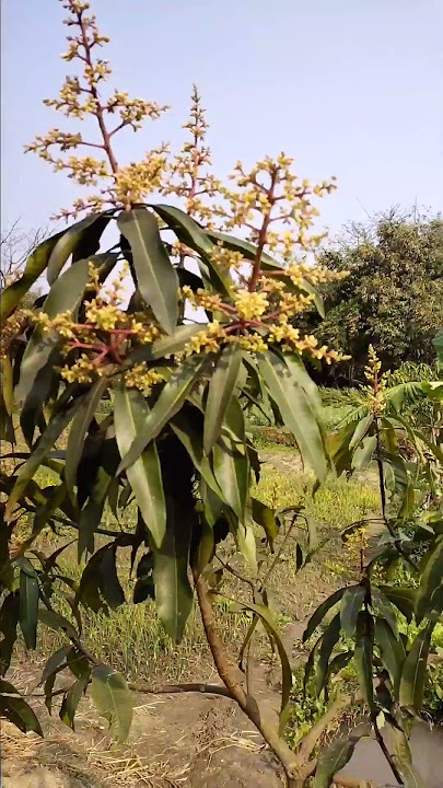 आम में मंजर आते ही किसान कर बैठते हैं ये 2 भारी भूल, जान लें वरना नुकसान तय