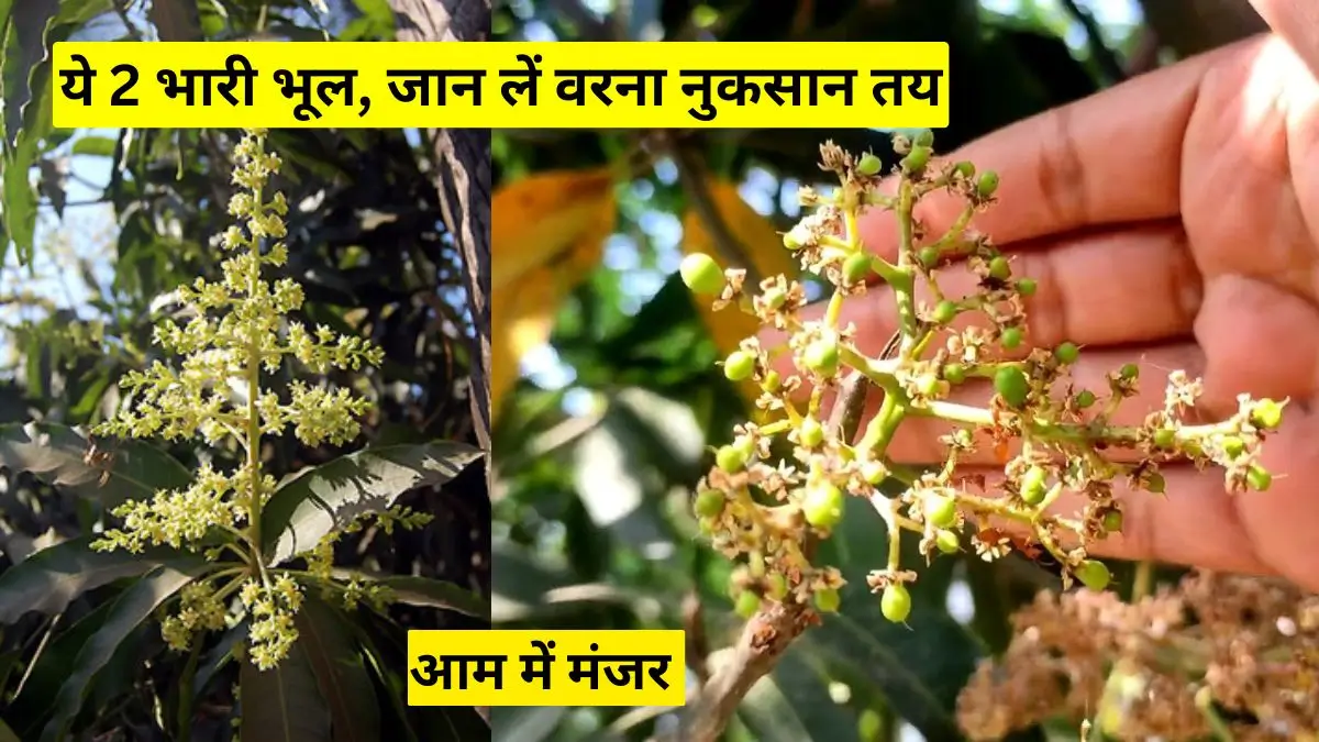 आम में मंजर आते ही किसान कर बैठते हैं ये 2 भारी भूल, जान लें वरना नुकसान तय