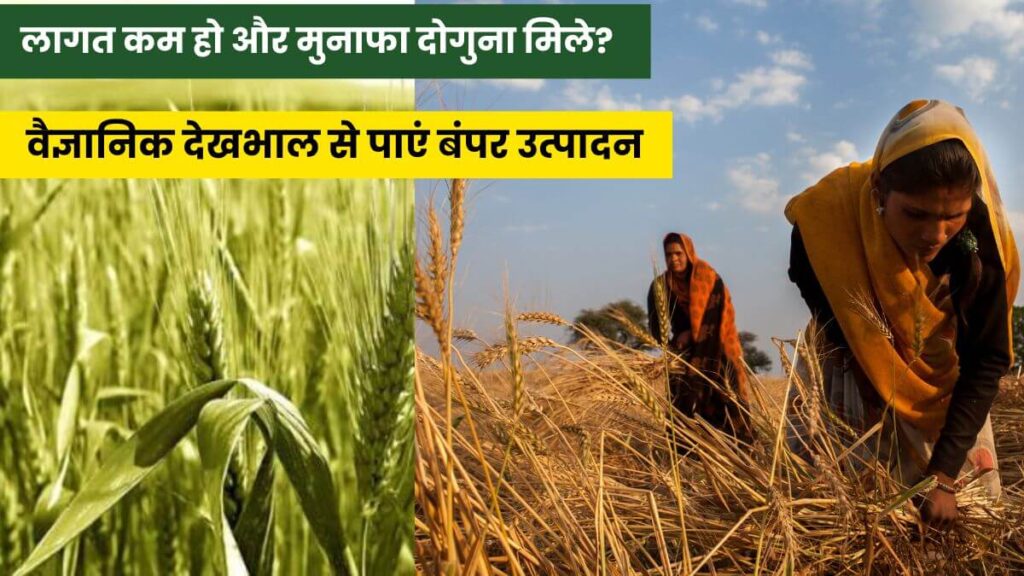गेहूं की खेती कैसे करे: सही समय, सही तरीका और वैज्ञानिक देखभाल से पाएं बंपर उत्पादन