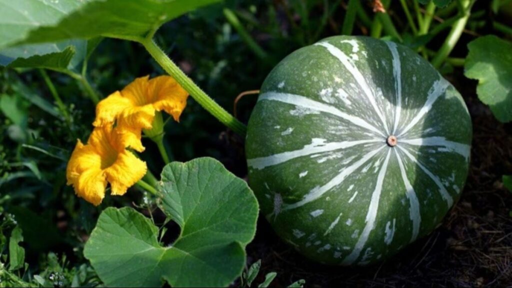 अगेती कद्दू की खेती, बाजार में सबसे पहले उतारिए कद्दू, भाव देखकर खुश हो जाएंगे अगेती कद्दू की खेती, बाजार में सबसे पहले उतारिए कद्दू, भाव देखकर खुश हो जाएंगे