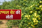 7–8 महीने में कमाई शुरू करने वाला चमत्कारी पेड़, एप्पल बेर की खेती से किसान बनें आत्मनिर्भर