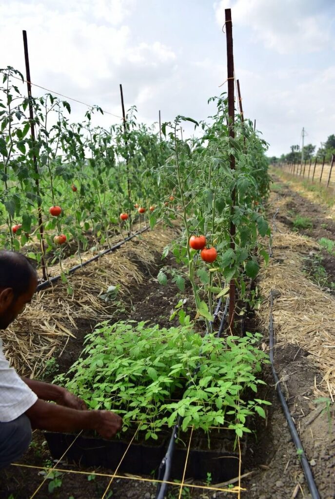 गर्मी में टमाटर की खेती और 30 दिन में कमाइए लाखों, जानिए किसान की सीक्रेट ट्रिक
