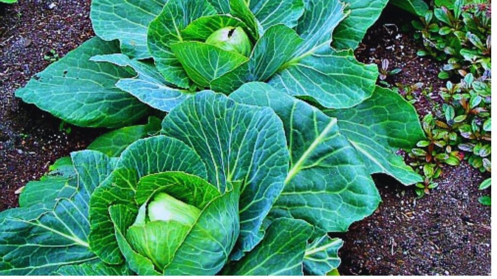 पत्ता गोभी की खेती, कम लागत, ज्यादा दाम, नई तकनीक से पत्ता गोभी की खेती का कमाल पत्ता गोभी की खेती, कम लागत, ज्यादा दाम, नई तकनीक से पत्ता गोभी की खेती का कमाल