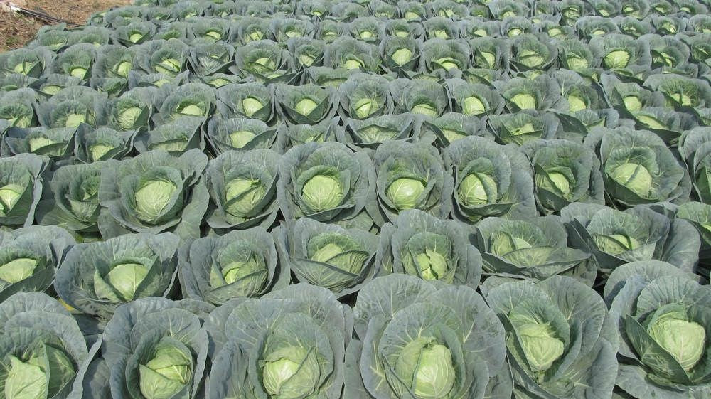 पत्ता गोभी की खेती, कम लागत, ज्यादा दाम, नई तकनीक से पत्ता गोभी की खेती का कमाल पत्ता गोभी की खेती, कम लागत, ज्यादा दाम, नई तकनीक से पत्ता गोभी की खेती का कमाल